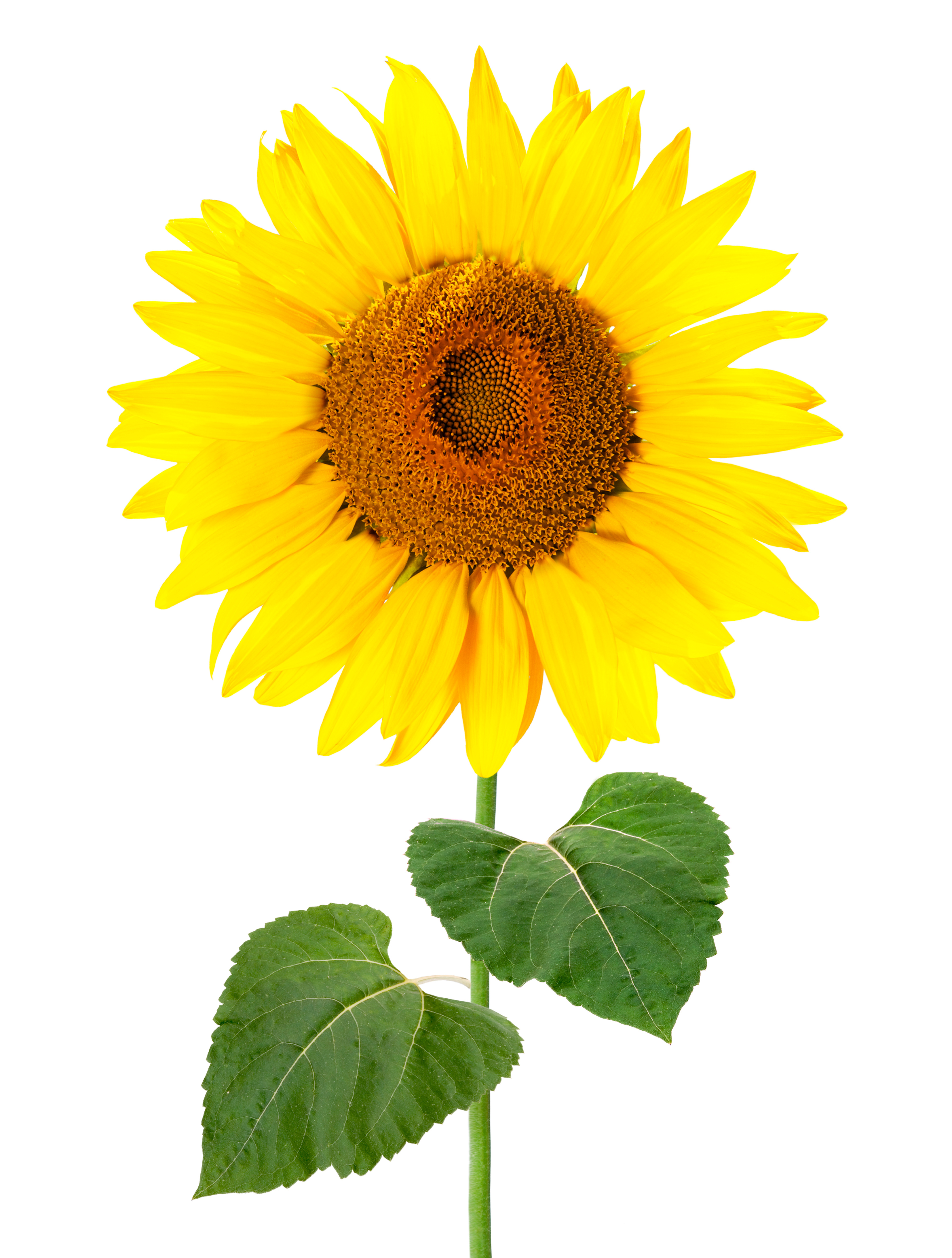 Sunflower decoration